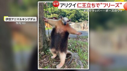 【激写】アリクイのラッパーポーズが「かわいすぎる！」　両手広げ仁王立ち…実は威嚇姿勢「この爪でやっちゃうぞ！」　静岡・伊豆アニマルキングダム