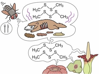 【国立科学博物館】あえて「臭く」進化した花たちのニオイを生み出す仕組みを解明-虫を呼ぶために複数の植物で収斂進化していた!-