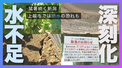 猛暑続く新潟…特産・枝豆に影響 上越市では“水不足”深刻化で断水の恐れ…市内8カ所のプールは利用休止に「早く雨降って」