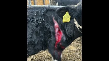 【クマに襲われた？】約420頭飼育する牧場で“足に約40センチの傷”がある牛見つかる「自然となるケガではなく今まで見たことない」関係者も警戒＿60頭以上の牛襲った『OSO18』出没した北海道標茶町