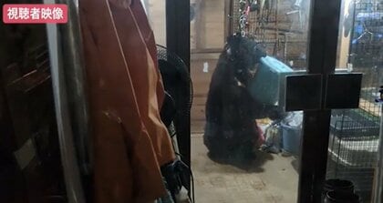 血の味を覚えた」クマが民家に侵入 七面鳥やウコッケイ13羽を襲撃 静か