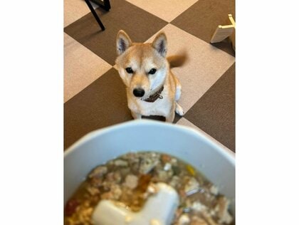 早送りではありません」“待て”ずにご飯に近づく豆柴が950万回