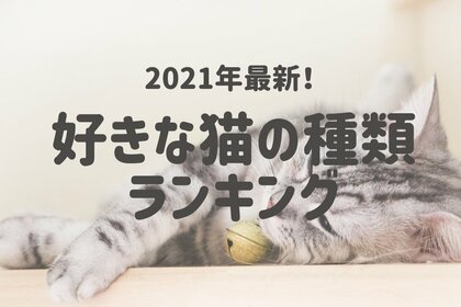 21年最新 みんなの好きな猫の種類は 好きな猫の種類ランキング