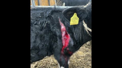 【クマに襲われた？】約420頭飼育する牧場で“足に約40センチの傷”がある牛見つかる「自然となるケガではなく今まで見たことない」関係者も警戒＿60頭以上の牛襲った『OSO18』出没した北海道標茶町