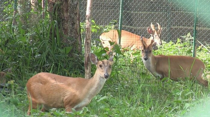 野生に帰されたターミンジカ(Cervus eldi siamensis)