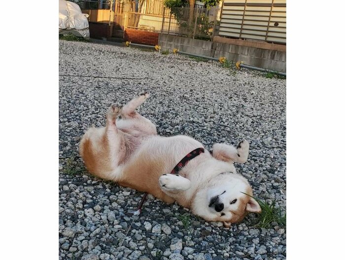 提供:柴犬ななさん