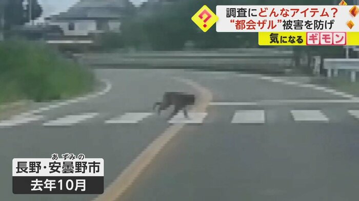 横断歩道を渡ろうとするサル