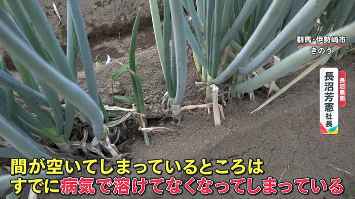 ネギが病気で溶けてなくなってしまっている