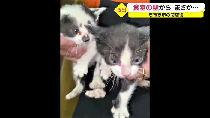 子猫が2匹