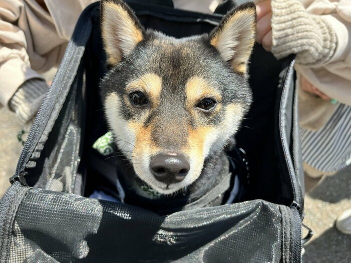 リュックに入ってお出かけ 公園に到着