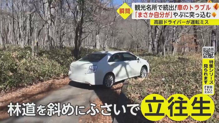 笹薮に突っ込んでいた