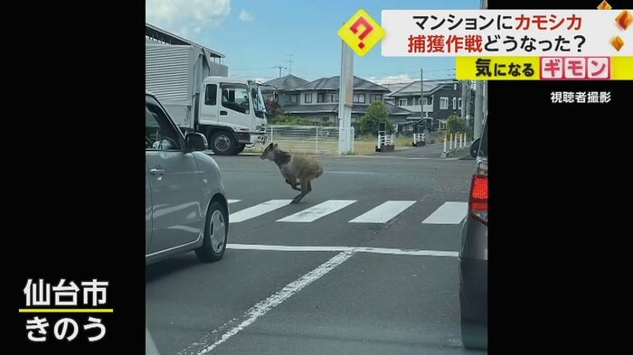 カモシカが横断歩道をかけ抜ける様子