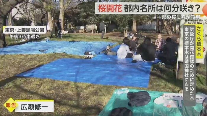 上野公園 場所取りのブルーシートがたくさん敷いてあった