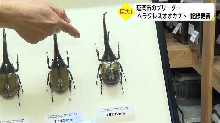 世界最大級になった「ヘラクレスオオカブト」の標本