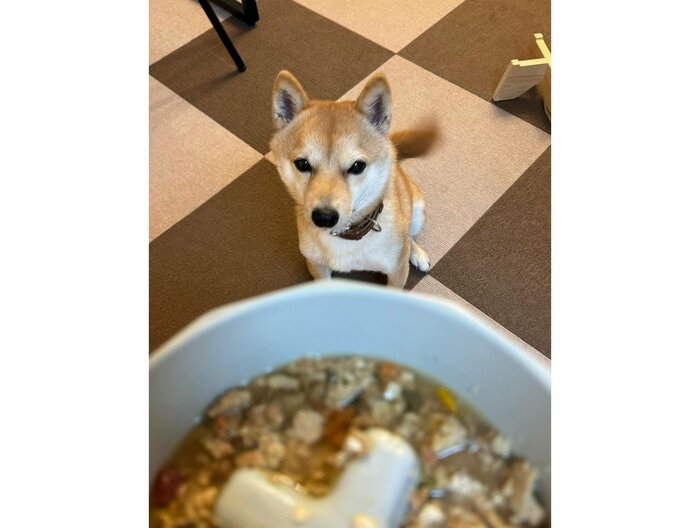 提供:豆柴 えだまめくんさん