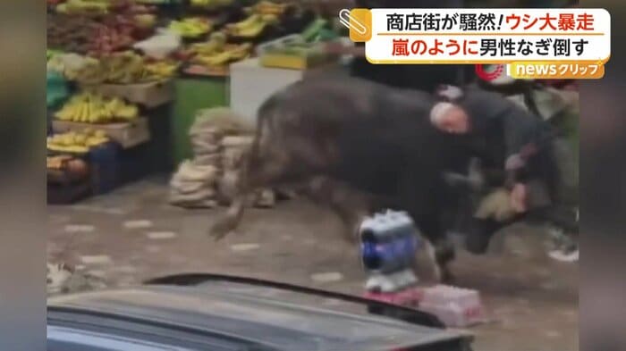 歩いていた男性に突進したウシ（IHA）