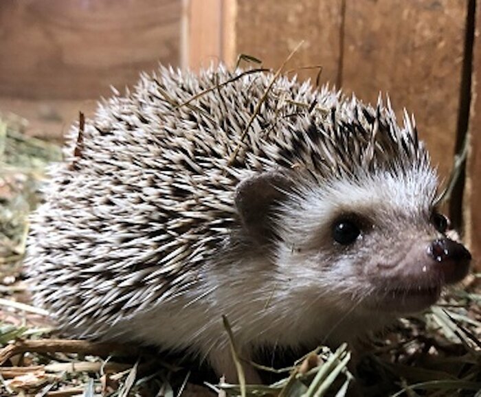 ハリ・ポタ子ちゃん(提供:豊田市鞍ケ池公園)