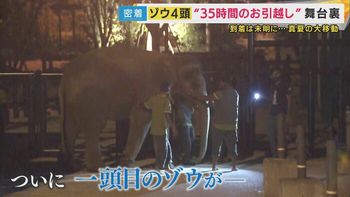 「姫セン」に到着したゾウ