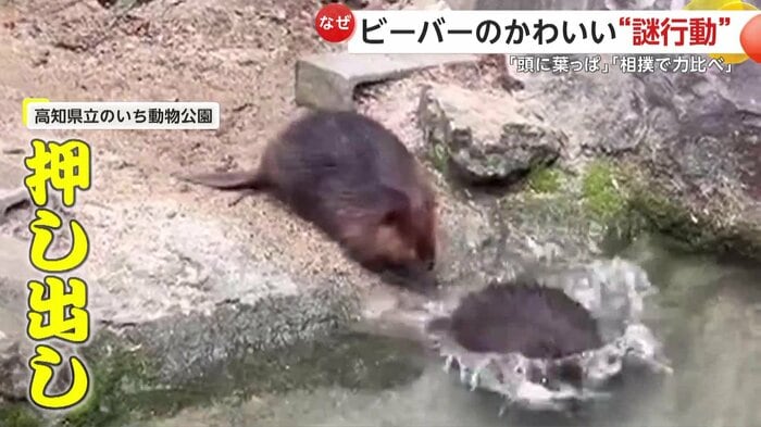 押し出しで勝負を収めたビーバー(視聴者撮影)