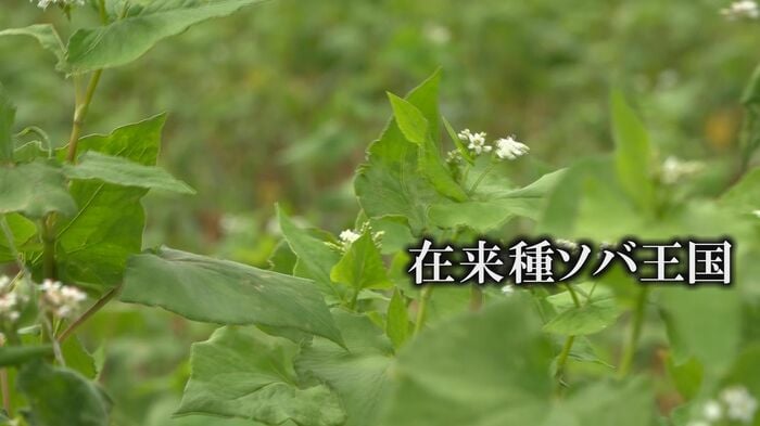 地域ごとに在来種がある福井のソバ産地