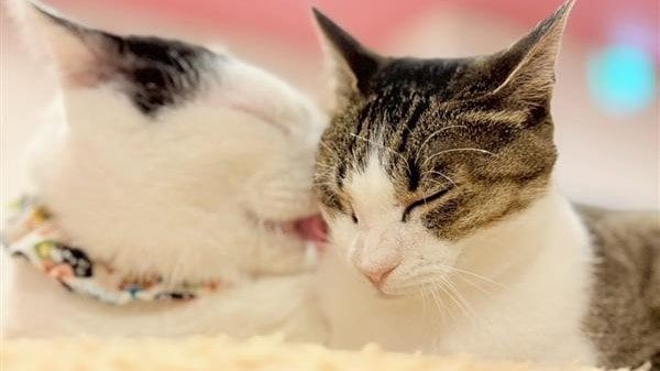 仲のいい猫が多い2号店