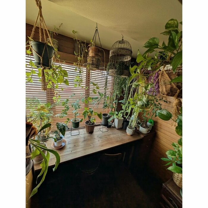 観葉植物にもこだわりが感じられる