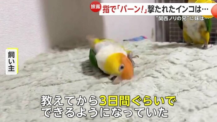 撃たれてゴロンとしてみせる「あめちゃん」(視聴者撮影)