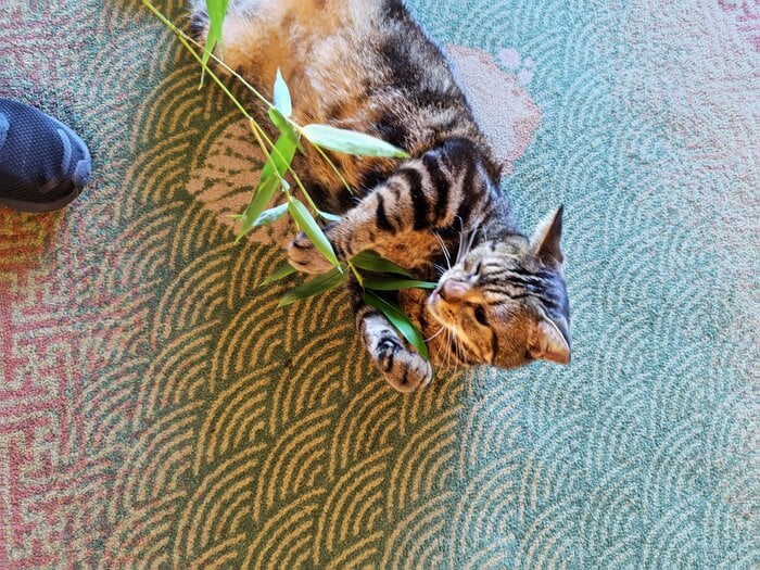 遊びに全力のおやかた