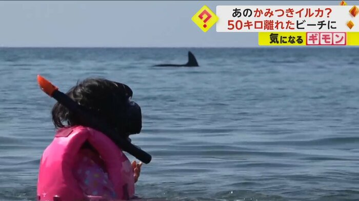 泳いでいる子どもの数m先にイルカの背びれが見える