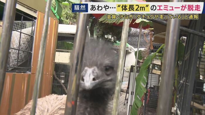 捕獲されたエミュー