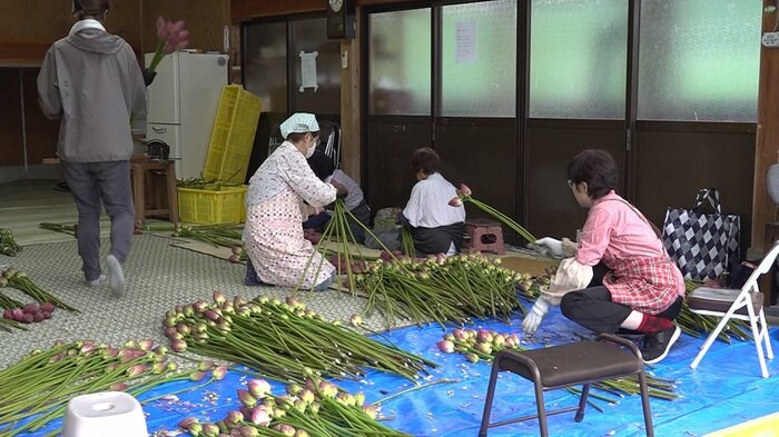 南越前町で新盆用の花ハスの出荷~福井