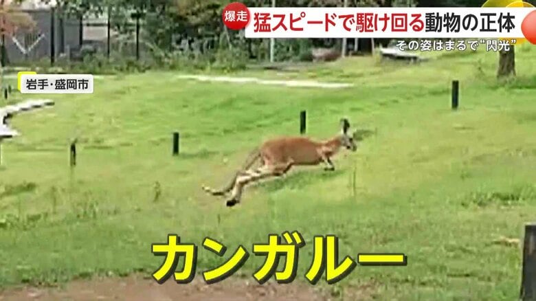 猛スピードの爆走カンガルー！場所によっては時速約70kmの速さ…上り坂も余裕の2歩でピョン！　岩手・盛岡市「盛岡市動物公園」｜FNNプライムオンライン