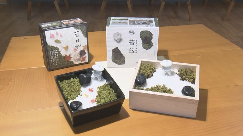巣ごもり需要で倍以上売れる…陶磁器扱う会社が販売「苔庭キット」一辺12cmの陶器に広がる「日本庭園」｜FNNプライムオンライン