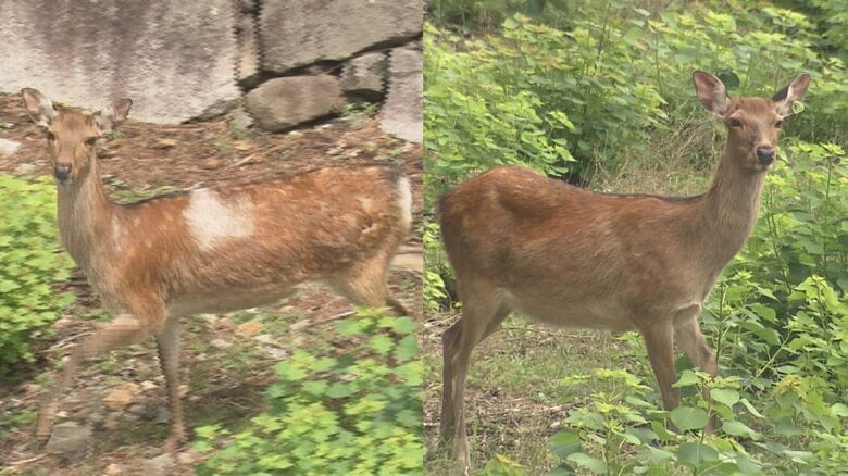 “やまむら”ちゃんと“もみじ”ちゃん…名古屋城のお堀に住む親子の鹿2頭に名前があった 広沢市長「名物で欠かせない存在」｜FNNプライムオンライン