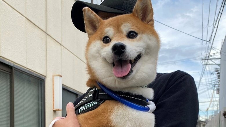 「楽チンだワン」散歩拒否→抱っこで元気になる柴犬がかわいい…飼い主もデレデレな甘えっぷりを聞いた｜FNNプライムオンライン