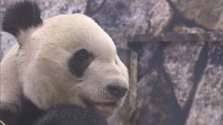 「永明」死ぬ　和歌山で28年半に16頭の子「浜家」のビッグダディとして親しまれる　2023年“娘”とともに中国へ旅立つ｜FNNプライムオンライン