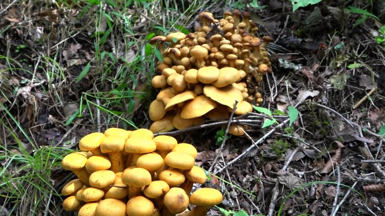 野生の100種類は毒キノコ 見分け方は「今のところない」 研究歴45年の専門家に山で聞いた 【福井発】｜FNNプライムオンライン