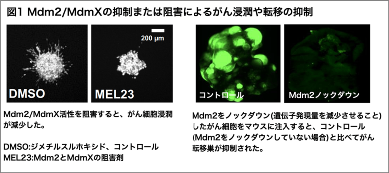 がんの転移を調節するタンパク質Mdm2と新たな仕組みを発見~がんの新たな治療薬の開発につながる可能性~