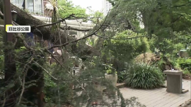 日比谷公園で約16ｍ・幹周り約2.8ｍの木が倒れる…レストランが入る建物の入口ふさぐように倒木　雨風で地盤緩んだか　東京・千代田区｜FNNプライムオンライン