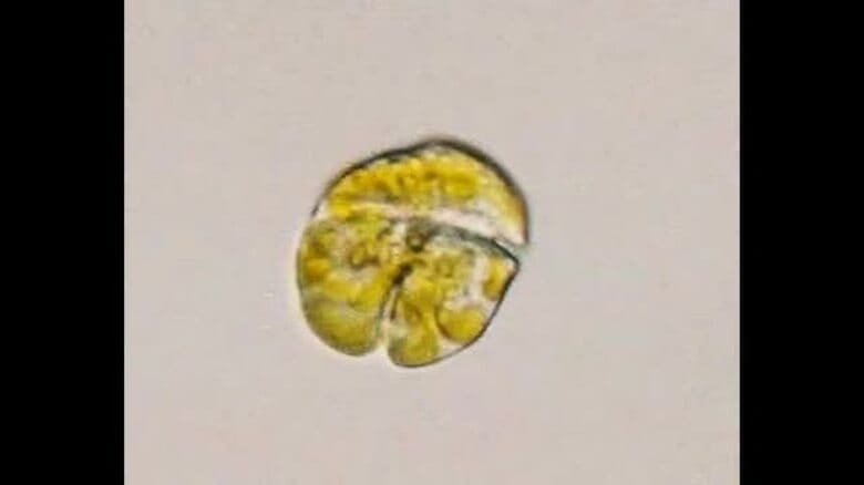 危険濃度の１．４倍　宇和島湾一部で有害赤潮発生　原因「カレニア・ミキモトイ」増えやすい環境に【愛媛】｜FNNプライムオンライン