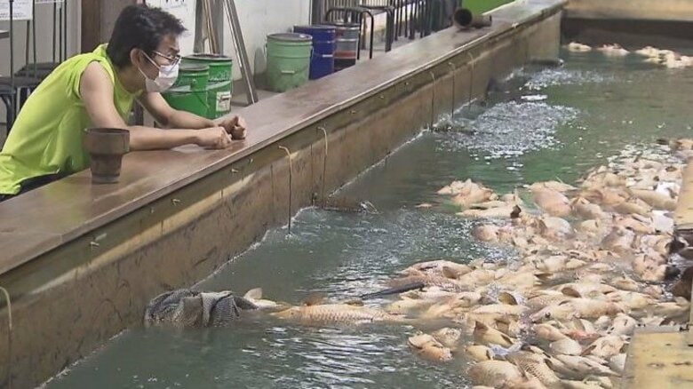 営業再開し30匹に減った魚は1500匹まで回復　窃盗犯に電気切られ…今も忘れられぬ“あの光景”【岐阜発】｜FNNプライムオンライン