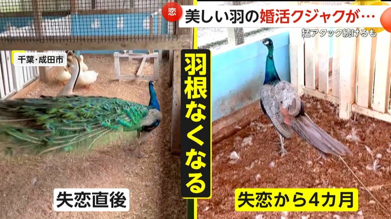 「手当たり次第」美しい羽でオスのクジャクが求愛も“失恋”!?　4カ月後には変わり果てた姿に…千葉・成田ゆめ牧場｜FNNプライムオンライン