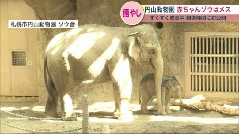性別不明の赤ちゃんゾウは“女の子”！北海道生まれ赤ちゃんゾウ生後3週間で体重170キロに｜FNNプライムオンライン