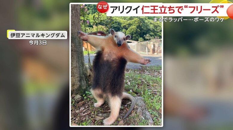 【激写】アリクイのラッパーポーズが「かわいすぎる！」　両手広げ仁王立ち…実は威嚇姿勢「この爪でやっちゃうぞ！」　静岡・伊豆アニマルキングダム｜FNNプライムオンライン
