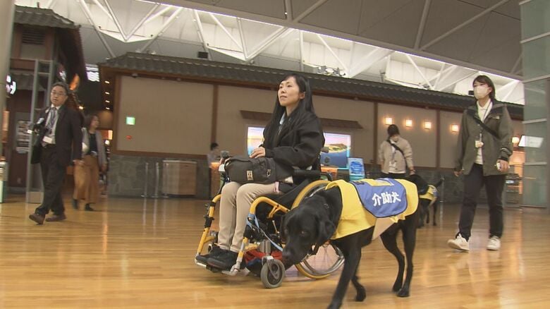 飛行機の音にも驚くことなく…中部国際空港で“介助犬”の訓練 3頭の候補たちがデッキや店舗内でトレーニング｜FNNプライムオンライン