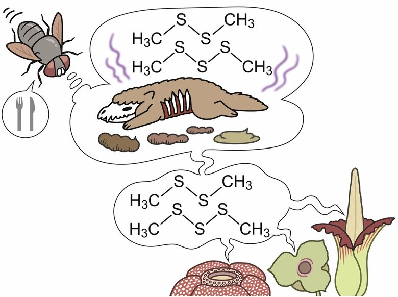 【国立科学博物館】あえて「臭く」進化した花たちのニオイを生み出す仕組みを解明-虫を呼ぶために複数の植物で収斂進化していた！-