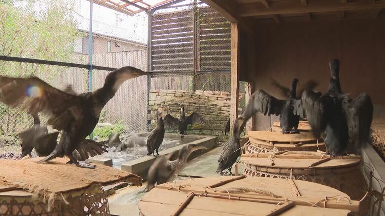 記録的猛暑を乗り切る…閉幕した長良川鵜飼の鵜たちの健康診断 鵜匠代表「ローテーションで休み増やした」｜FNNプライムオンライン