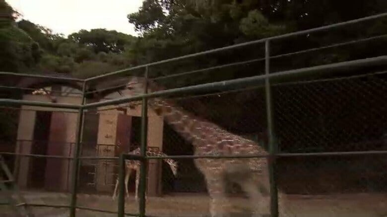 福岡市動物園のアミメキリン「ニコ」が静岡へ　13日にお別れガイド開催　将来的な繁殖を見据えて“お引越し”｜FNNプライムオンライン