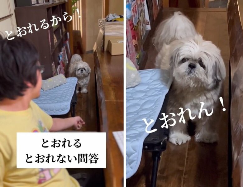 自分を“大きな犬”だと思っている？？「通れる隙間」を通らない犬と飼い主との“問答”がかわいい！いつもこうなのか聞いた｜FNNプライムオンライン