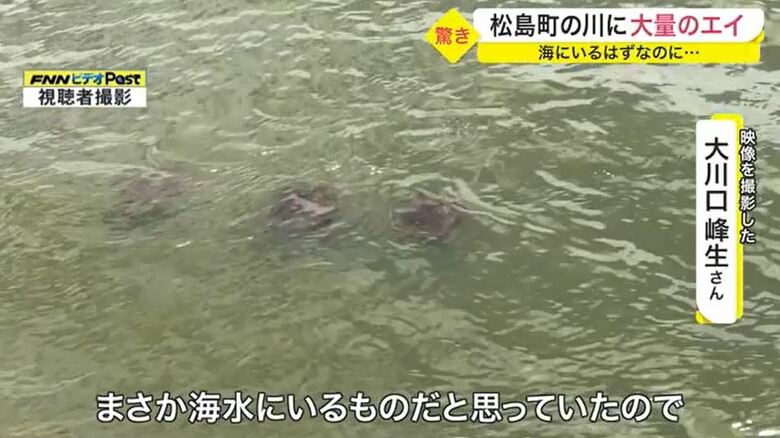 「5~6匹、多いときは数十匹。少なくとも数週間前、1カ月前からいる」とのこと